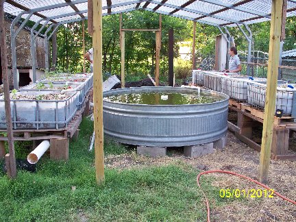 Build Your Own Aquaponic System | Choices, Aquaponics ...